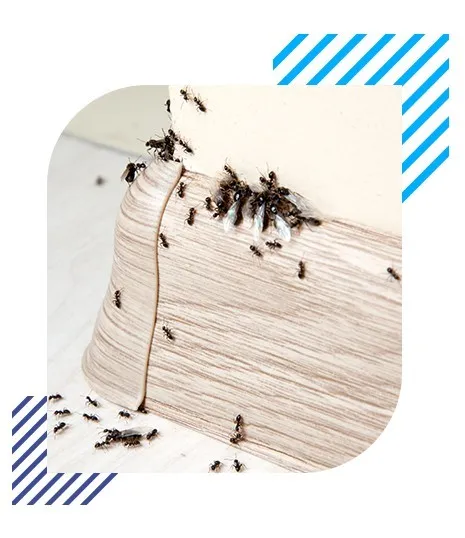 Insect Infestation right feature image